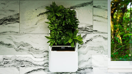 Choosing a Green Wall for Your Home - Respira