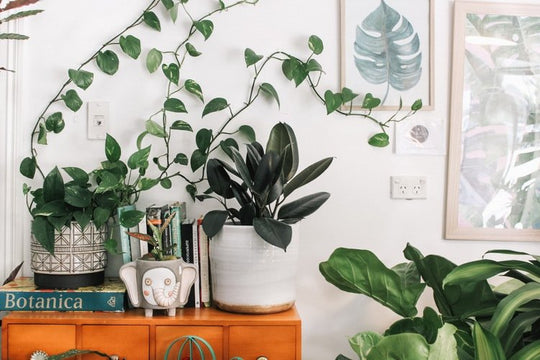 How Plants In Your Home Can Be Improved To Clean The Air - Respira