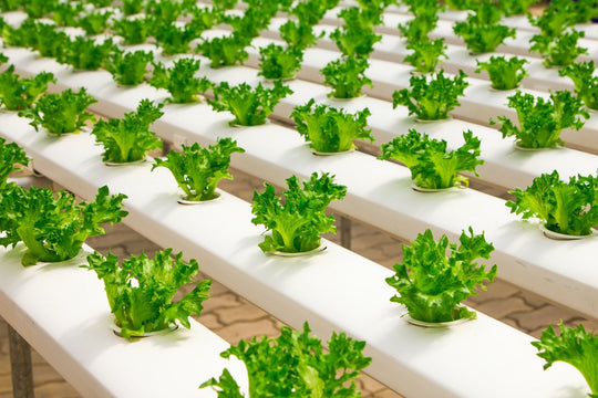 Hydroponics: The Science and Sustainability Behind Soilless Growing - Respira