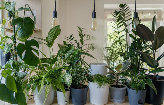 Indoor Gardening for Beginners - Respira