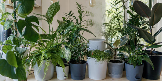 What Plants Are Best For Air Purification? - Respira