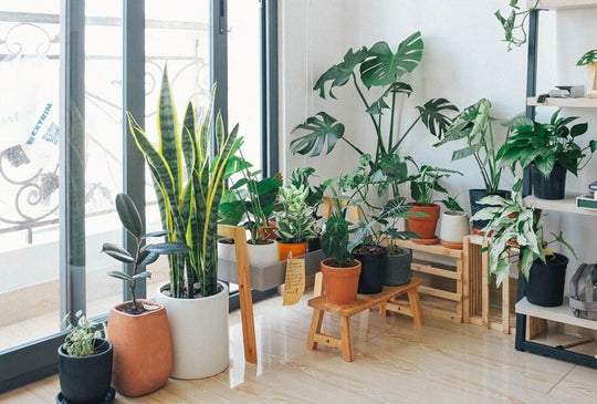 Why Can’t I Keep My House Plants Alive? - Respira